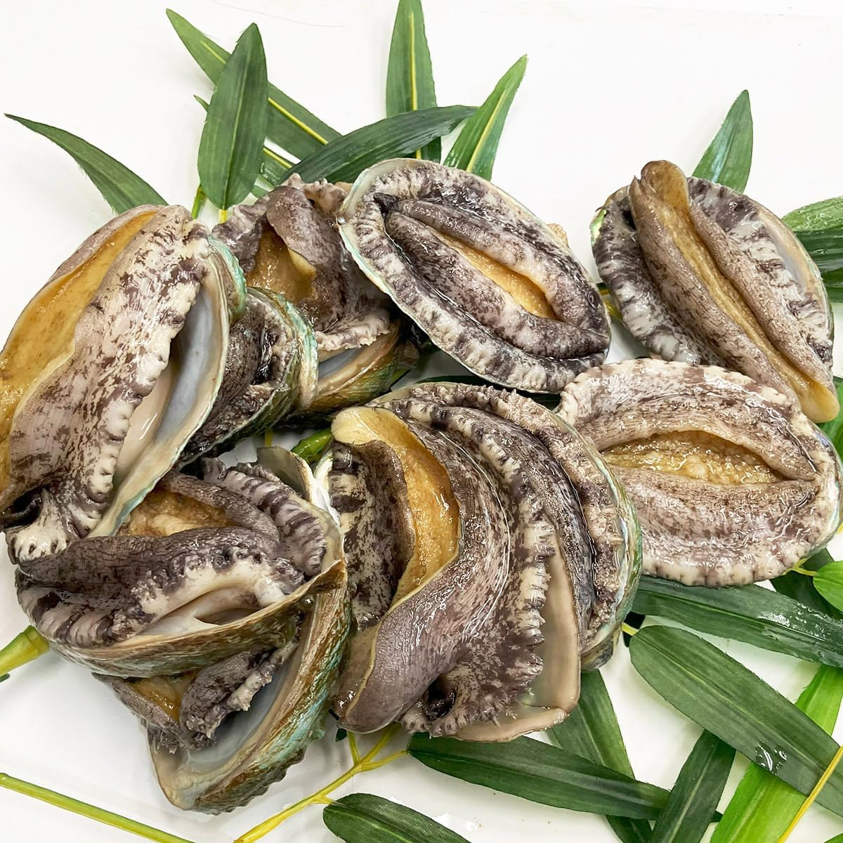 ♢ブロが選ぶ【高級皿・人気の美濃焼・ 庄右ェ門作】デザイン【扇型超