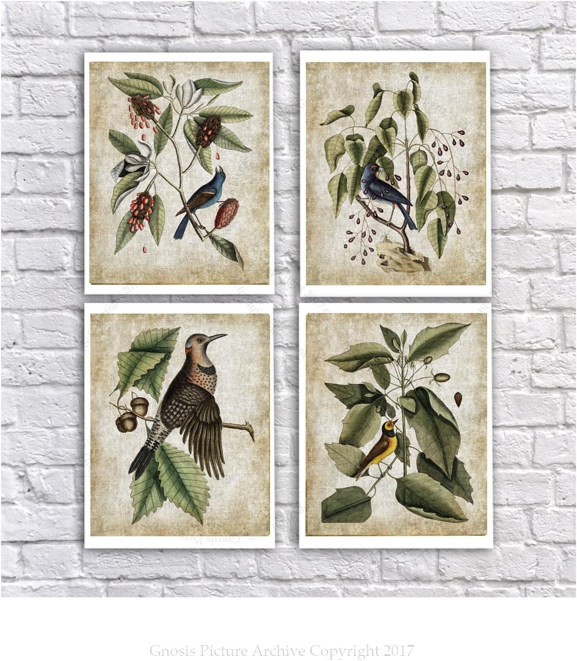 Vintage Bird & Botanical Home Decor Wall Art Prints Set of 4 Unframed Prints