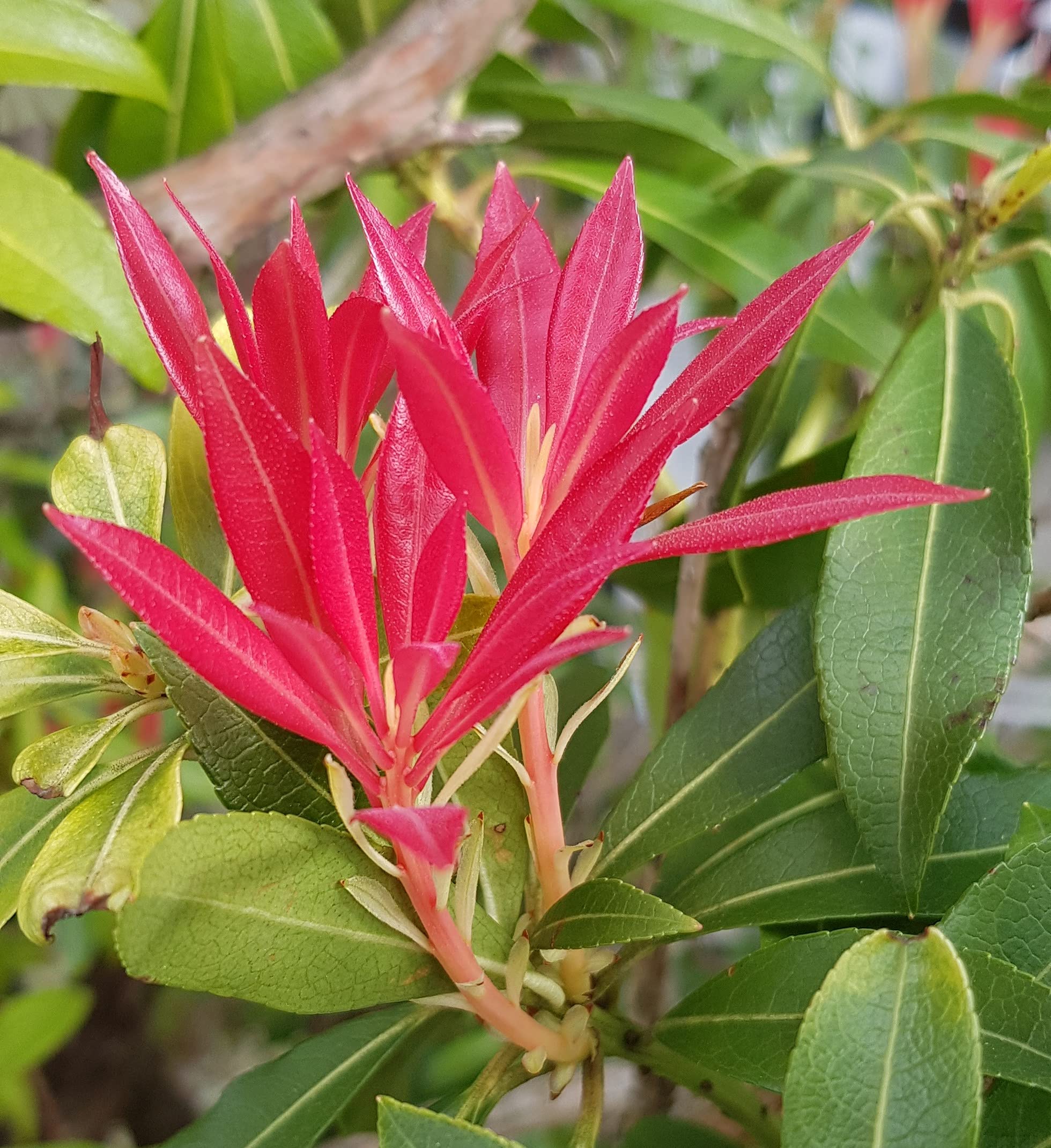 Pieris Forest Flame Evergreen Garden Shrub Plant 9cms Pot (3 Pack)
