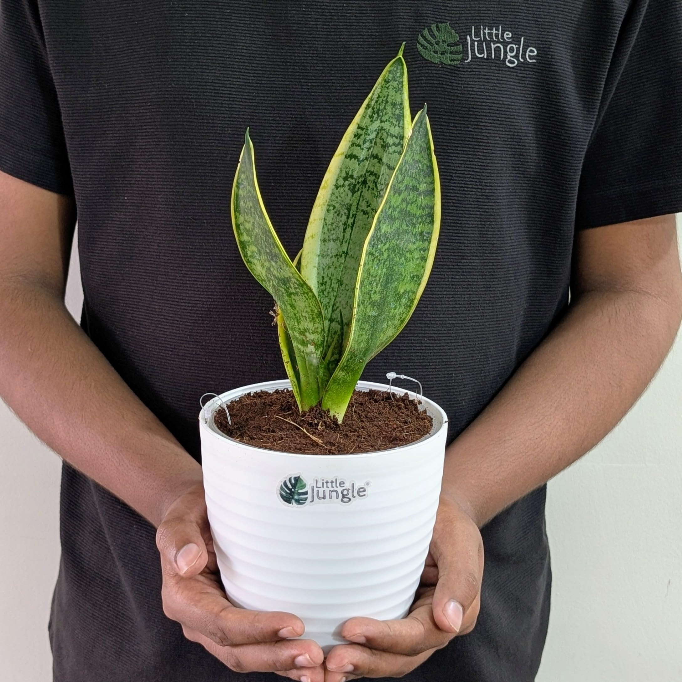 LittleJungle Sansevieria Laurentii - Live Plant with 5.5 Inches White Decor Pot | Indoor Plant For Home | Snake Plant | Live Plants Indoor | Live Plant With Pot For Home Decor |
