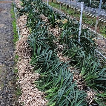 Gorgeous Cymbidium Bulbs Mix UK,Hardy,Flowering Rhizome,Excellent Display,Good for Containers,Iridescent,Perennial,Balcony Garden Bulbs.-3bulbs-K
