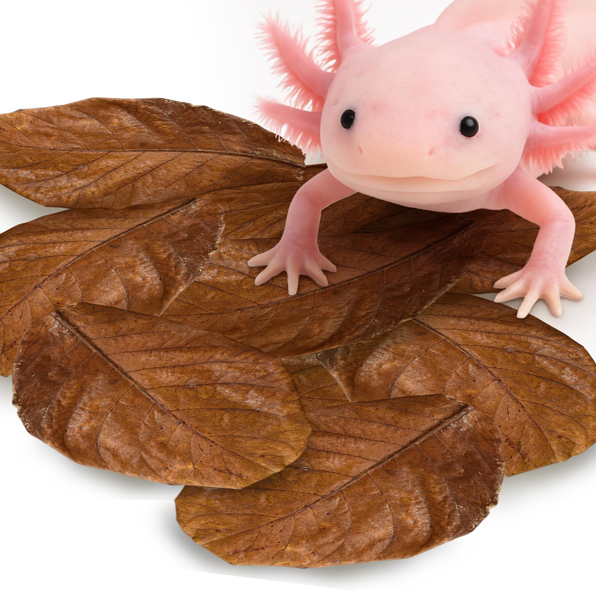 SunGrow 10 Pack Axolotl Indian Almond Leaves for Aquarium, 8-Inches, Catappa Leaf Soothes Pet’s Slime Skin, Aquarium Water Conditioner Leaves Improves Tank Water Quality, Speeds Up Recovery Process