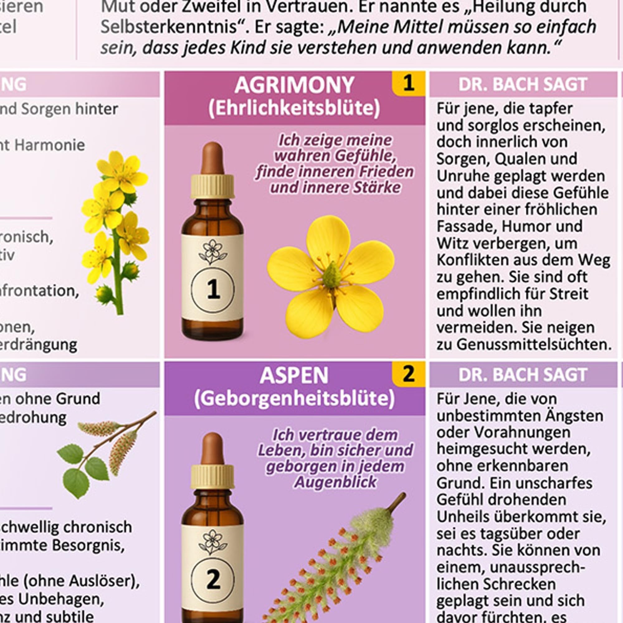 [5er Set] Der sanfte Naturheil-Kompass für Körper & Seele – mit allen 38 Bachblüten & 24 Schüßler-Salze: Behutsam körperlichen & seelischen ... & ... & Selbstanwender (DINA 4, laminiert)