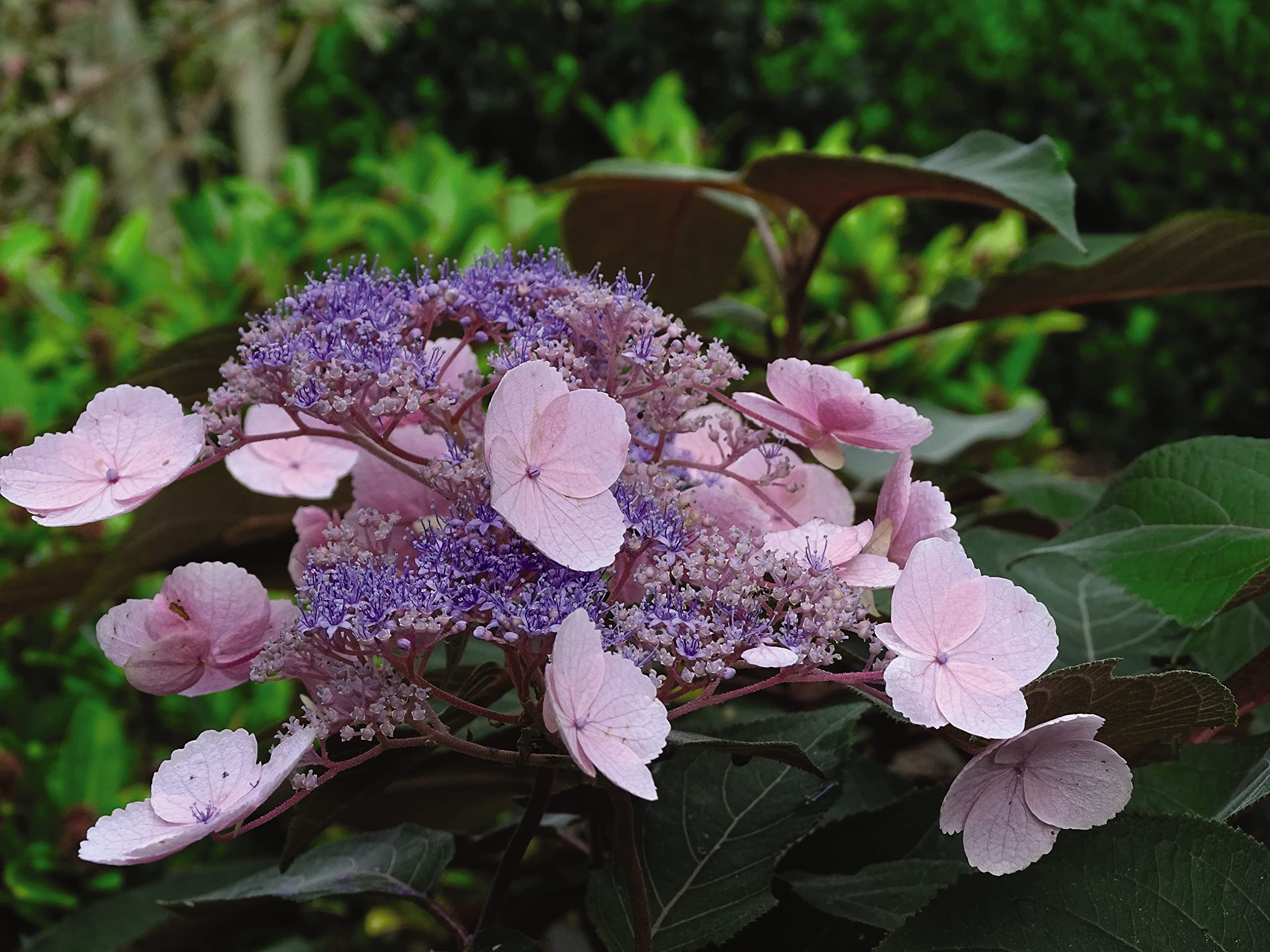 Suttons Hardy Perennial Hydrangea Aspera Macrophylla, Deciduous Flowering Shrub, Potted Garden Outdoor Plants Ideal for Cottage Gardens, Patio and Containers (1 x 3.6 Litre Pot)