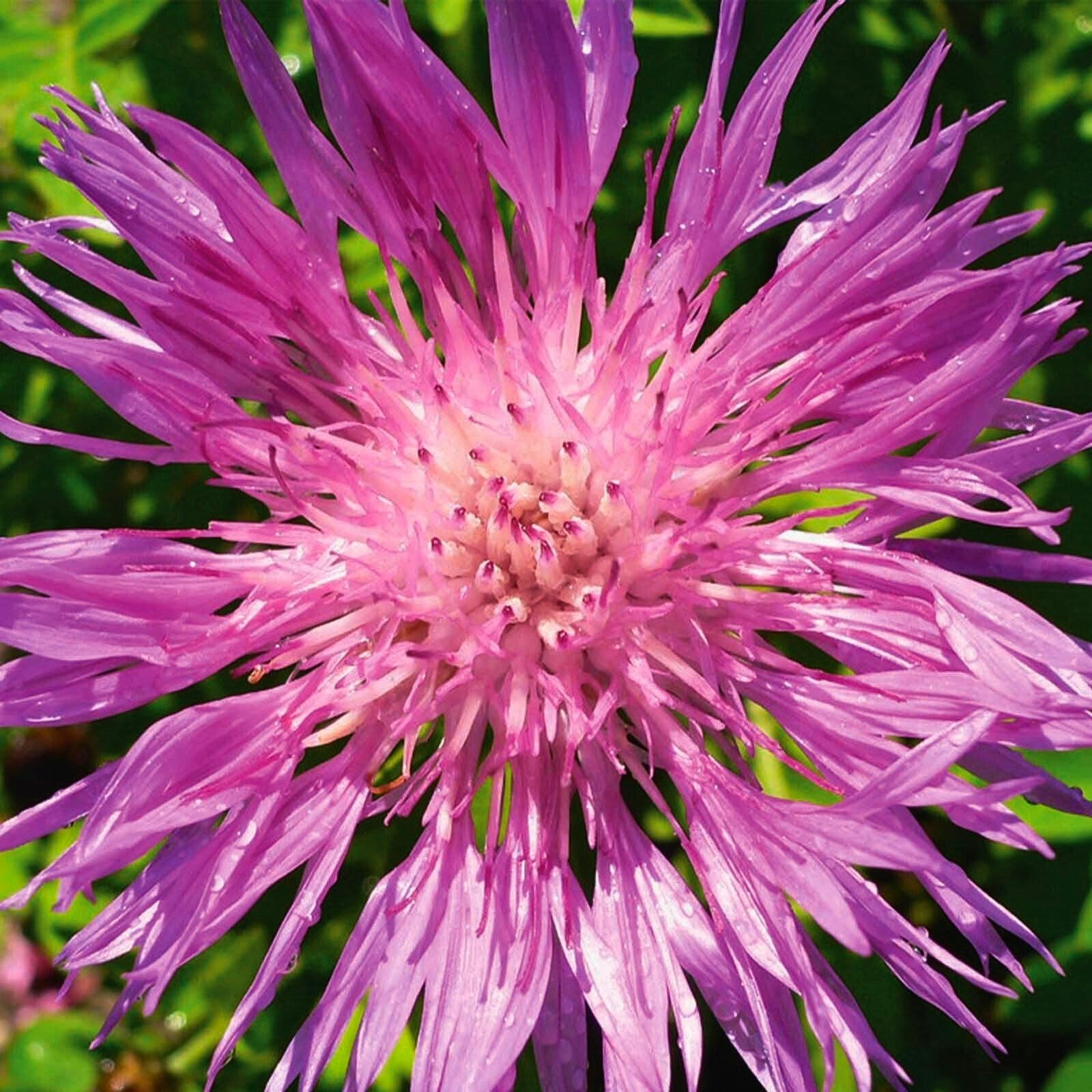 Carbeth Plants Centaurea Dealbata Plant 1 x 1L Pot