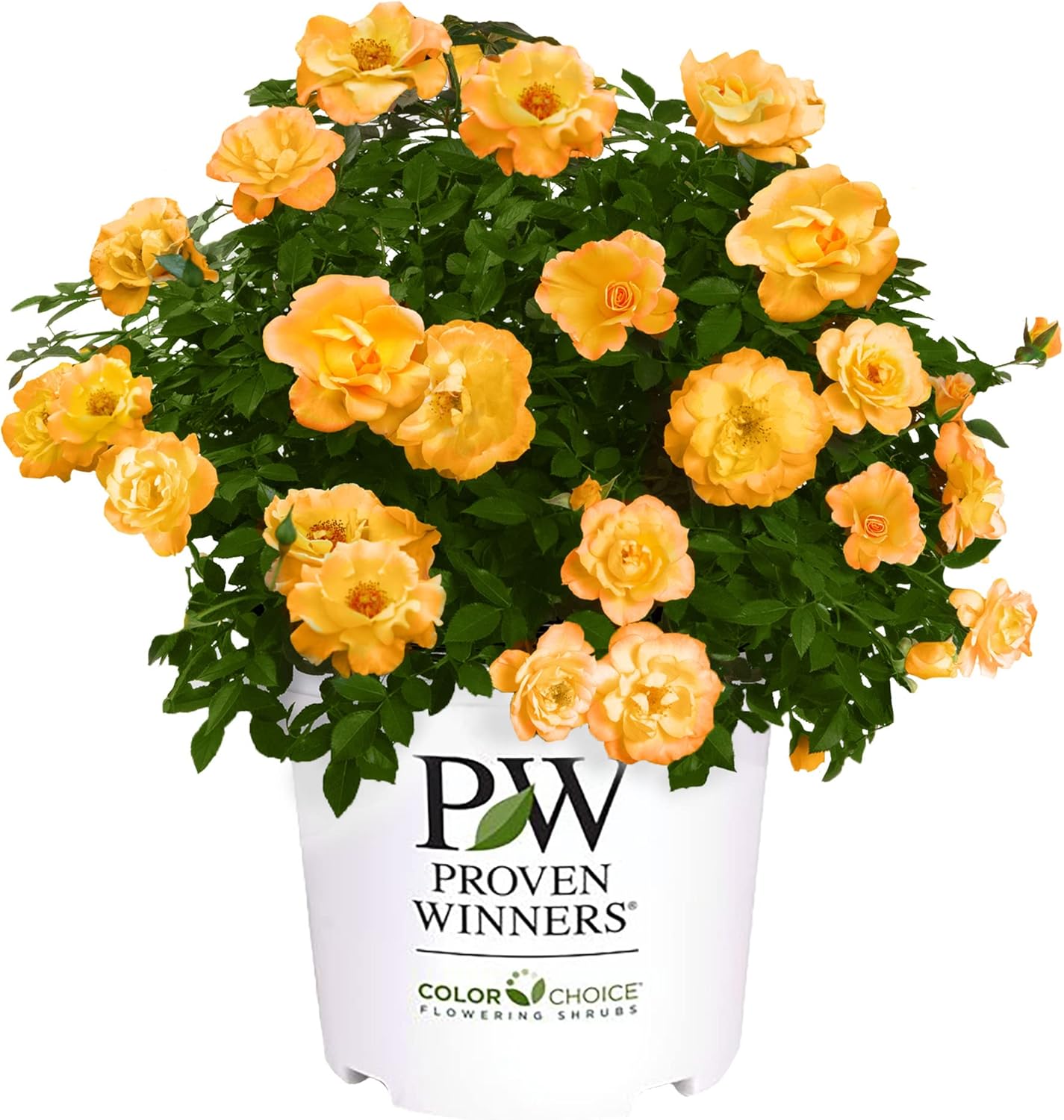 Proven Winners 2 Gal. Suñorita Rose Shrub