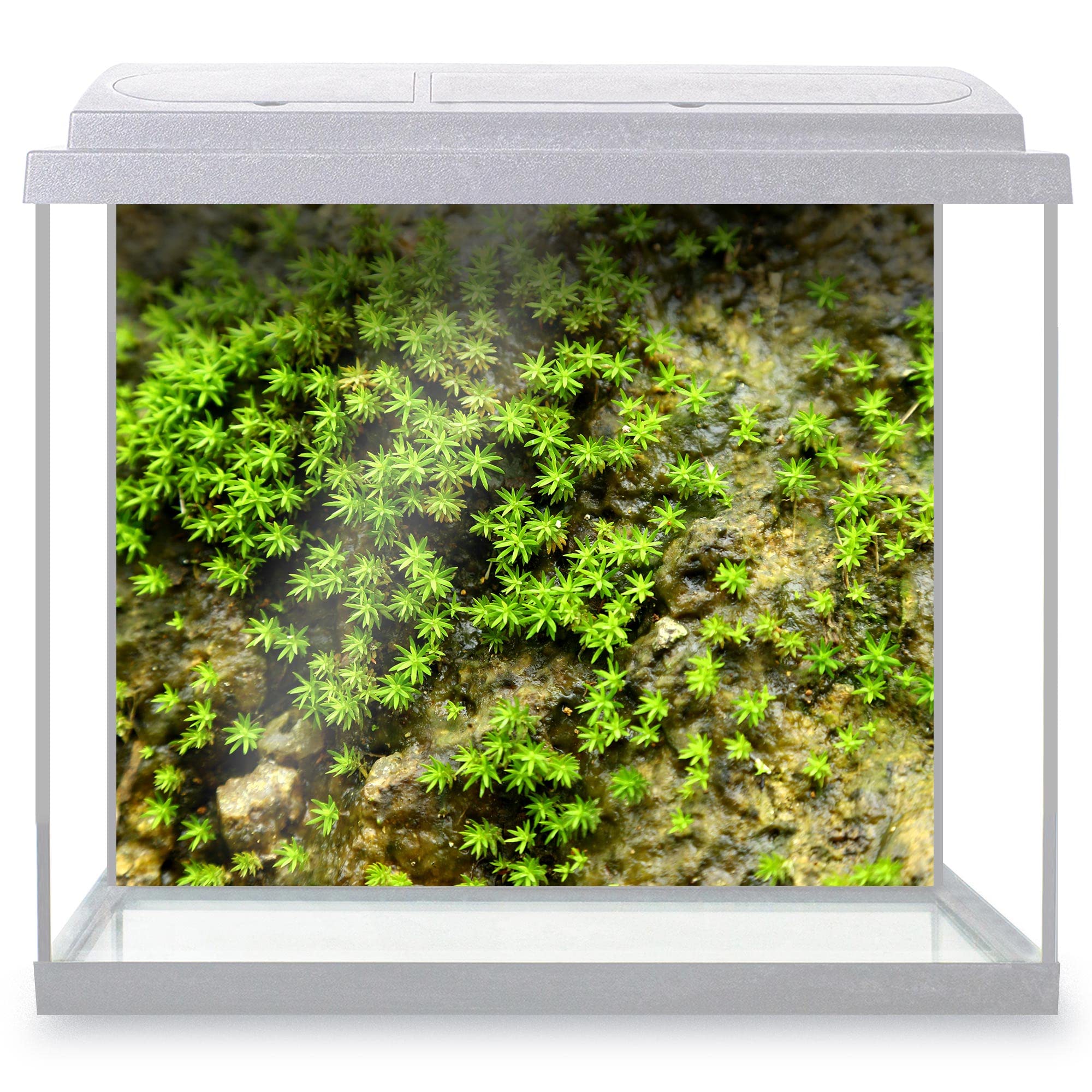 DV DESIGN Aquarium Fish Tank Background 62x52 cm - Green Color Rock Plants Underwater Nature Style Texture Static Cling Vinyl Vivarium Terrarium External Application #500017