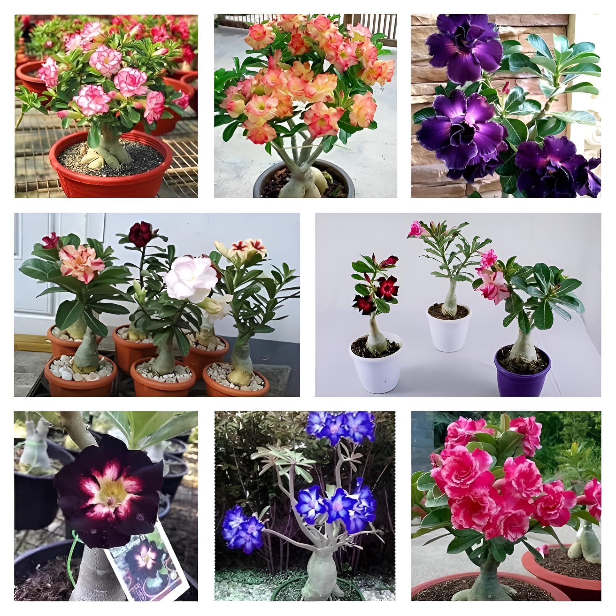 Premium Desert Rose Adenium Seeds – Hybrid Arabicum, Grafted, Fast Growing, Double Petal Mixed Colours, Perfect for Indoor and Outdoor Gardening, Balcony & Terrace || Pack of 10