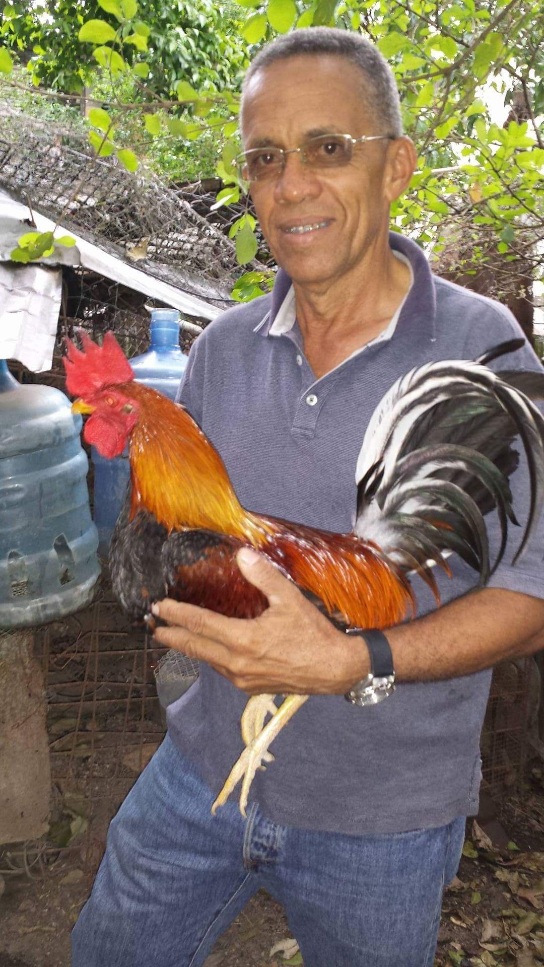 Buy Manual de alimentacion del gallo de pelea aprenda como alimentar