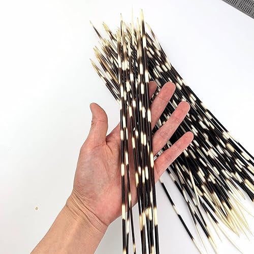 Miniatura 5 de Heyiwell 6 plumas de puercoespín real africano de 7 a 8 pulgadas de largo