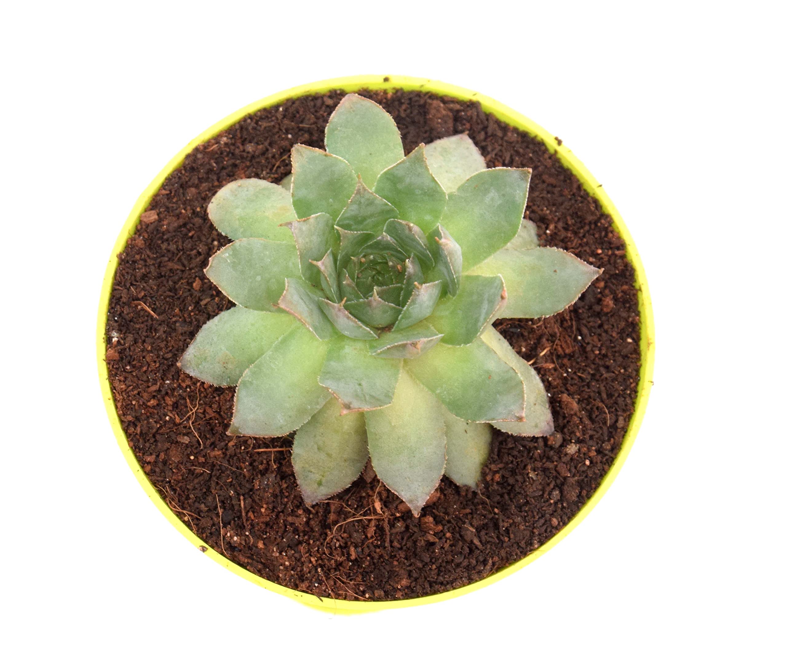 India Gardening Original Green Wheel Laxmi Kamal (Sempervivum) Succulent For Good Luck In Self Watering Pot By India Gardening (B0B8HXNJPW) Amazon Price History, Amazon Price Tracker