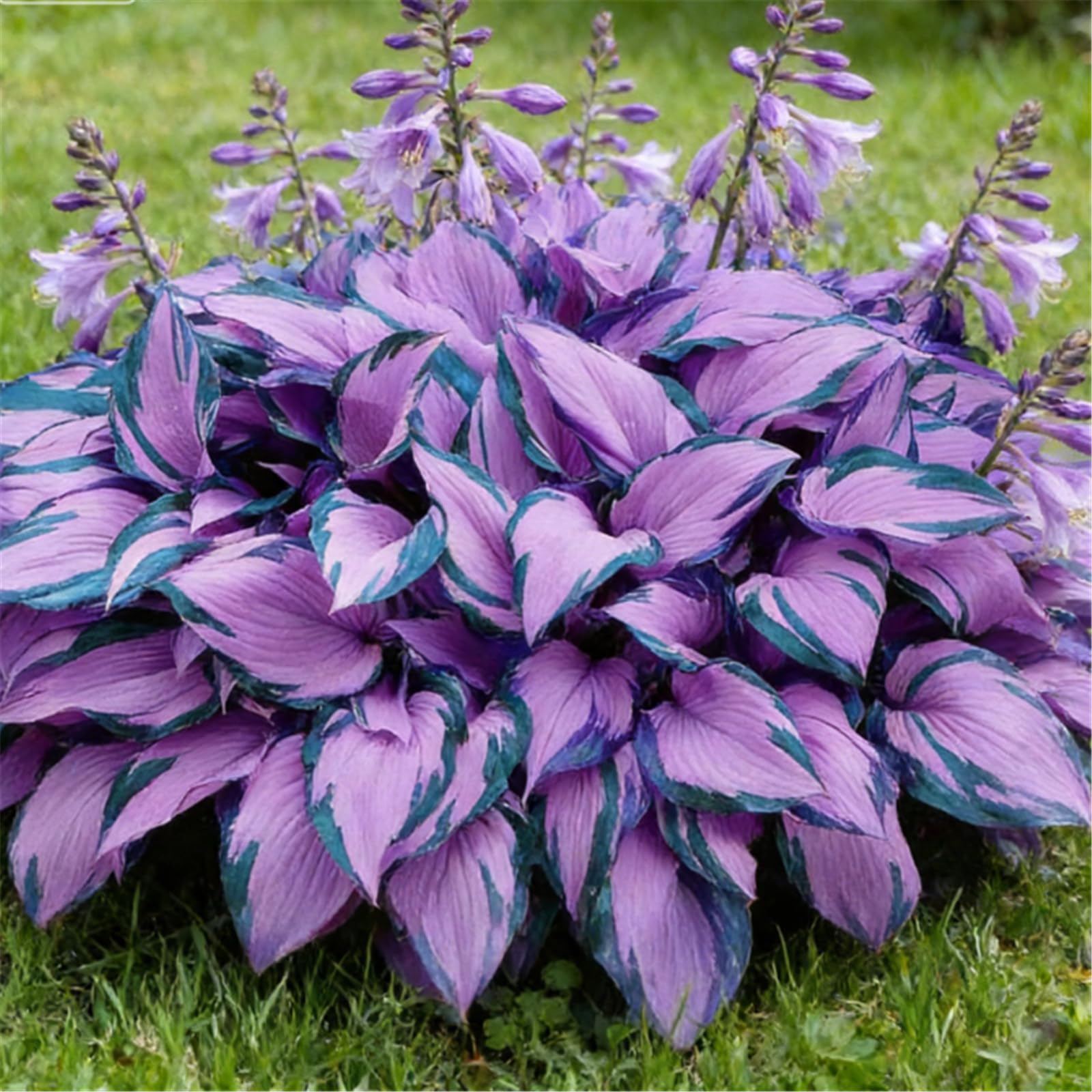 Bare Root Hosta Mixed Seedlings, Many Colors, Fast-Growing, Perfect for Shady Gardens and Flower Bed Edges/that Grow Fast/Golden Jade Carving-8 Roots-Botánico