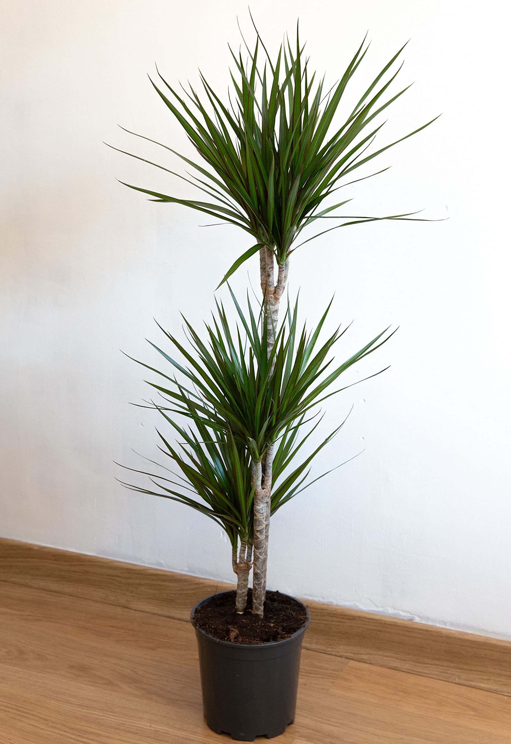 Palmera Interior Natural para Oficina. Dracena Bonita Grande de 1 metro  Hojas de Colores. Planta Extica Tropical: Amazon.es: Jardn