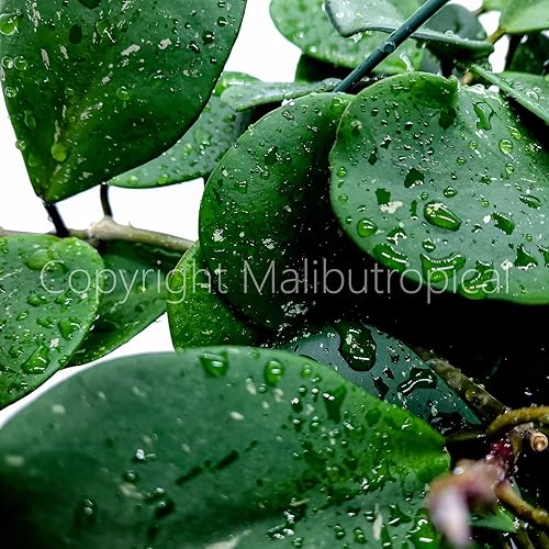 Miniatura 4 de Hoya Obovata Splash en maceta de 4" - Hojas redondas gruesas - Planta de interior Easycare