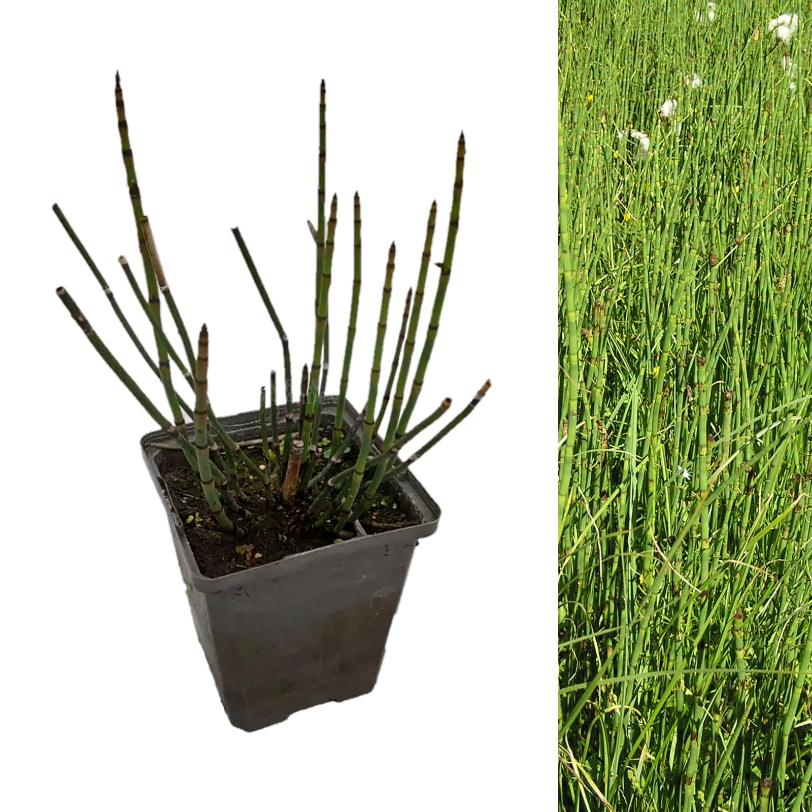 Carbeth Plants Equisetum Fluviatile in 9cm Pots x1