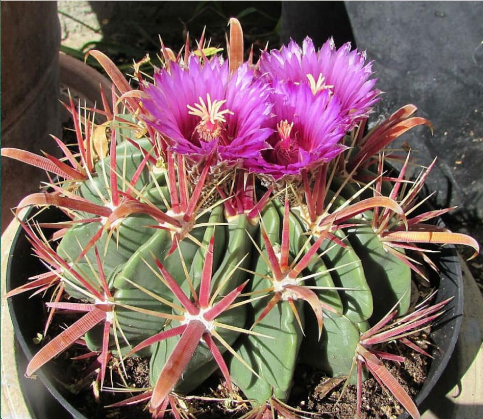 Amazon.com : Devil's Tongue Barrel Cactus (Ferocactus latispinus) - Live  Plant - Violet Flowers - Flat Barrel Shaped : Patio, Lawn & Garden