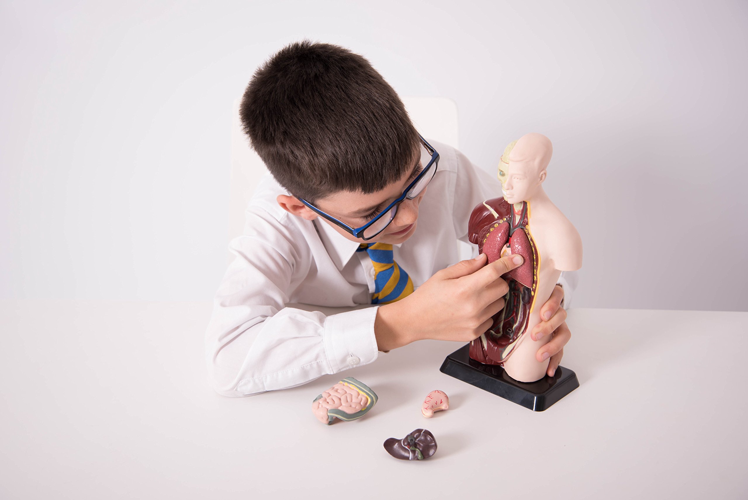 National Geographic Modello Torso Umano Anatomico In Scala 1:4 - Giocattolo Educativo Con 8 Organi Rimovibili