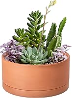 D'vine Dev 8 Inch Terracotta Succulent Shallow Planter Pot with Drainage Hole, Saucer & Mesh - Breathable Clay for Healthy Plants