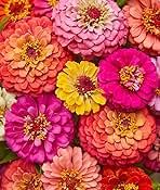 Burpee Cut & Come Again Zinnia Seeds 175 seeds