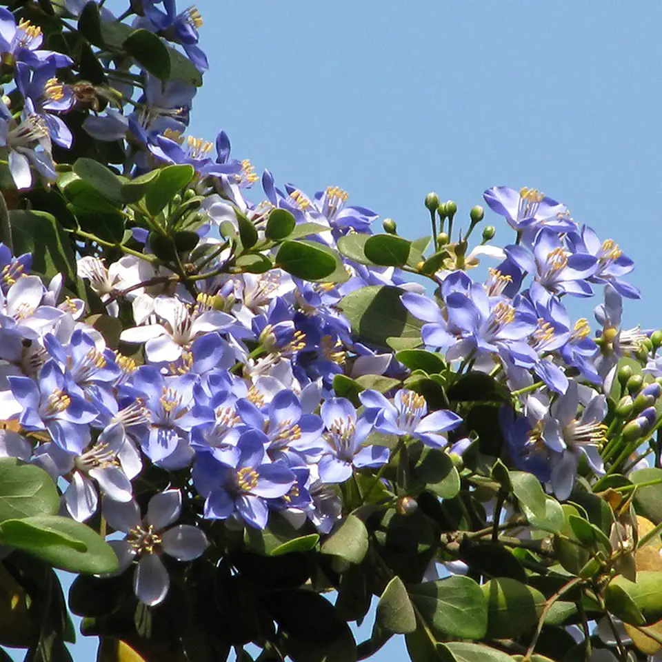 Guaiacum Lignum Vitae — 25-Seed Packet