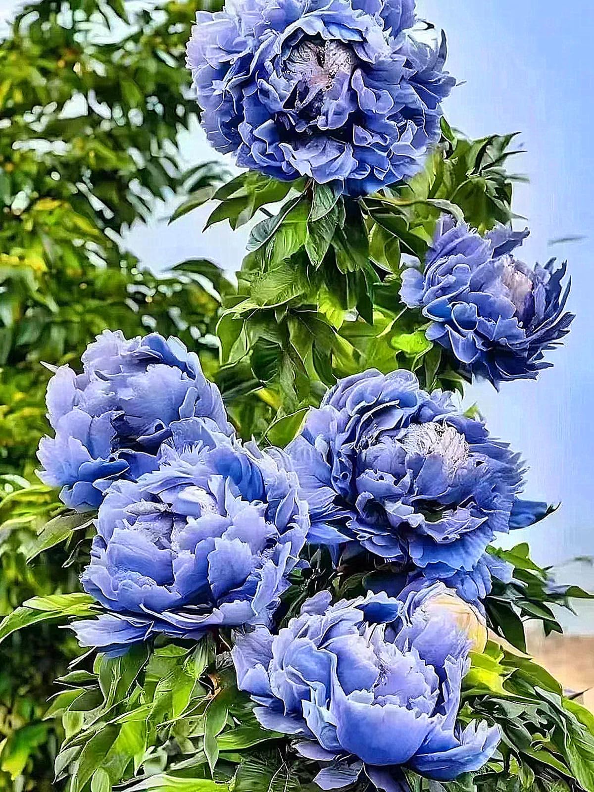 Peony Plants for Sale,Good for Containers,Golden Jade Carving Feels Beautiful,Peony Mix-2bulbs-G โ image 1