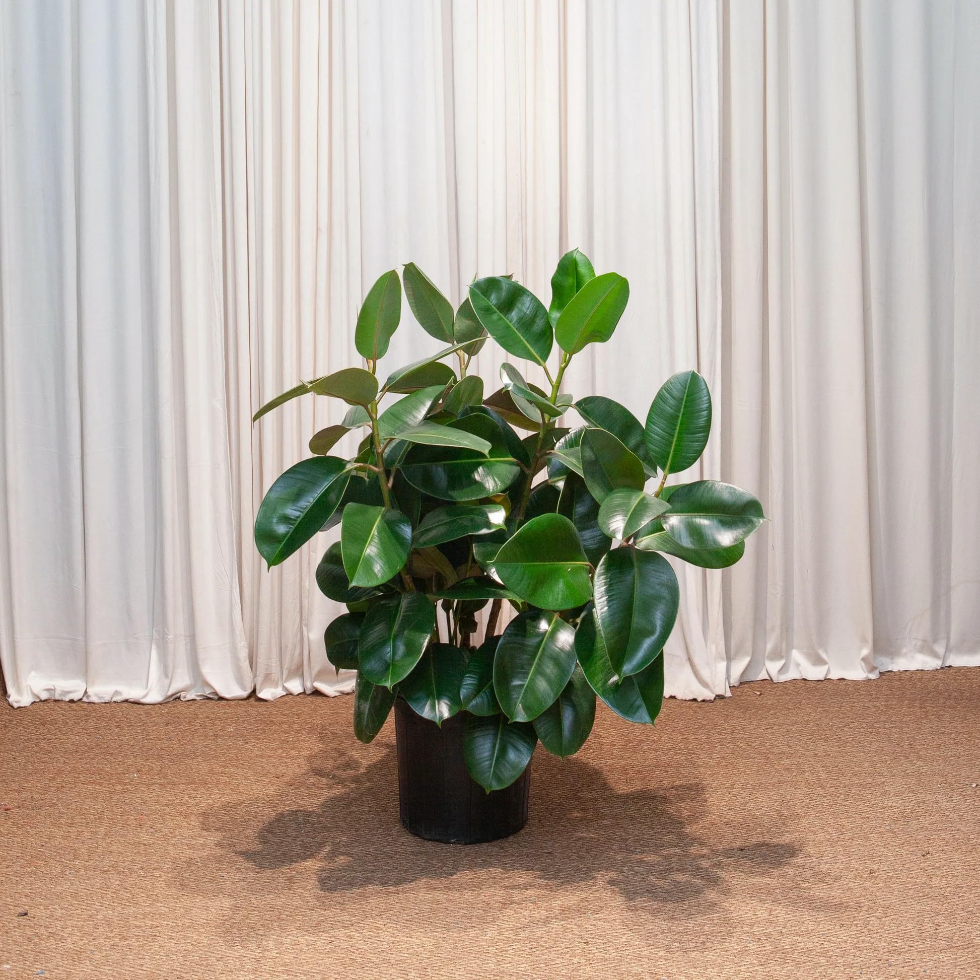 Rubber Plant Live Indoor Houseplant | Ficus Elastica Green Foliage | Stylish Home Decor Plant for Modern Interiors 1Count-image-45