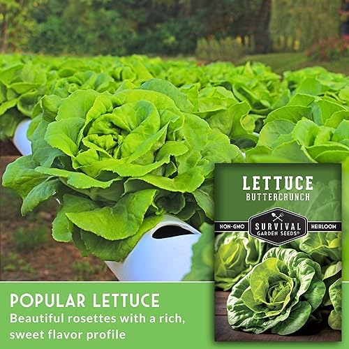 Miniatura 3 de 5 paquetes de semillas de lechuga Buttercrunch para plantar, paquete con instrucciones para cultivar lechuga estilo Bibb teñida con rosa en el
