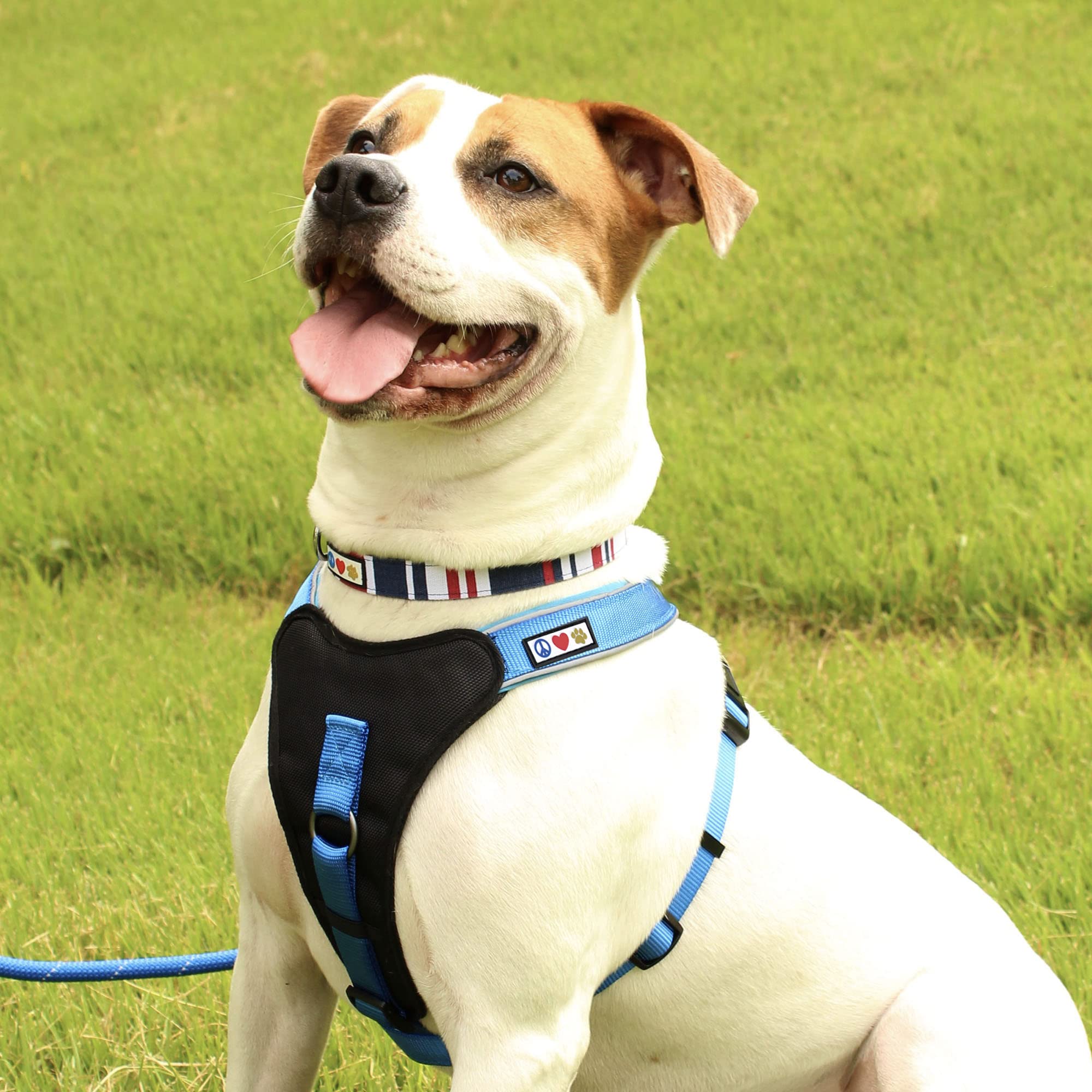 Pawtitas Martingale Hundehalsband – Reflektierend, Sicher & Schonend