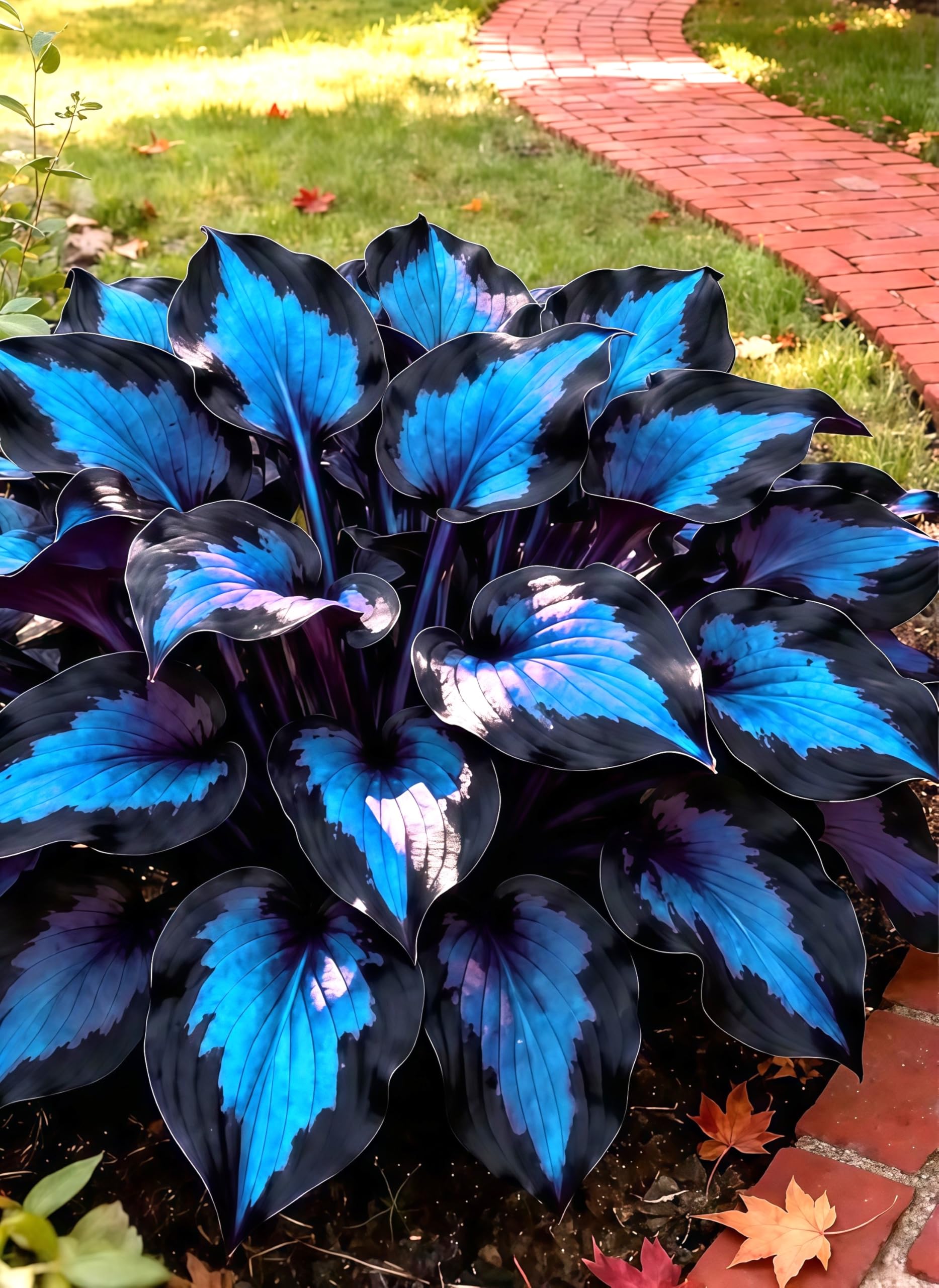 Perennial Hosta Bulbs UK, Fragrant Flowers, Suitable for Garden Plants, Landscape Design, Indoor and Outdoor Potted Plants-10 Bulbs-C