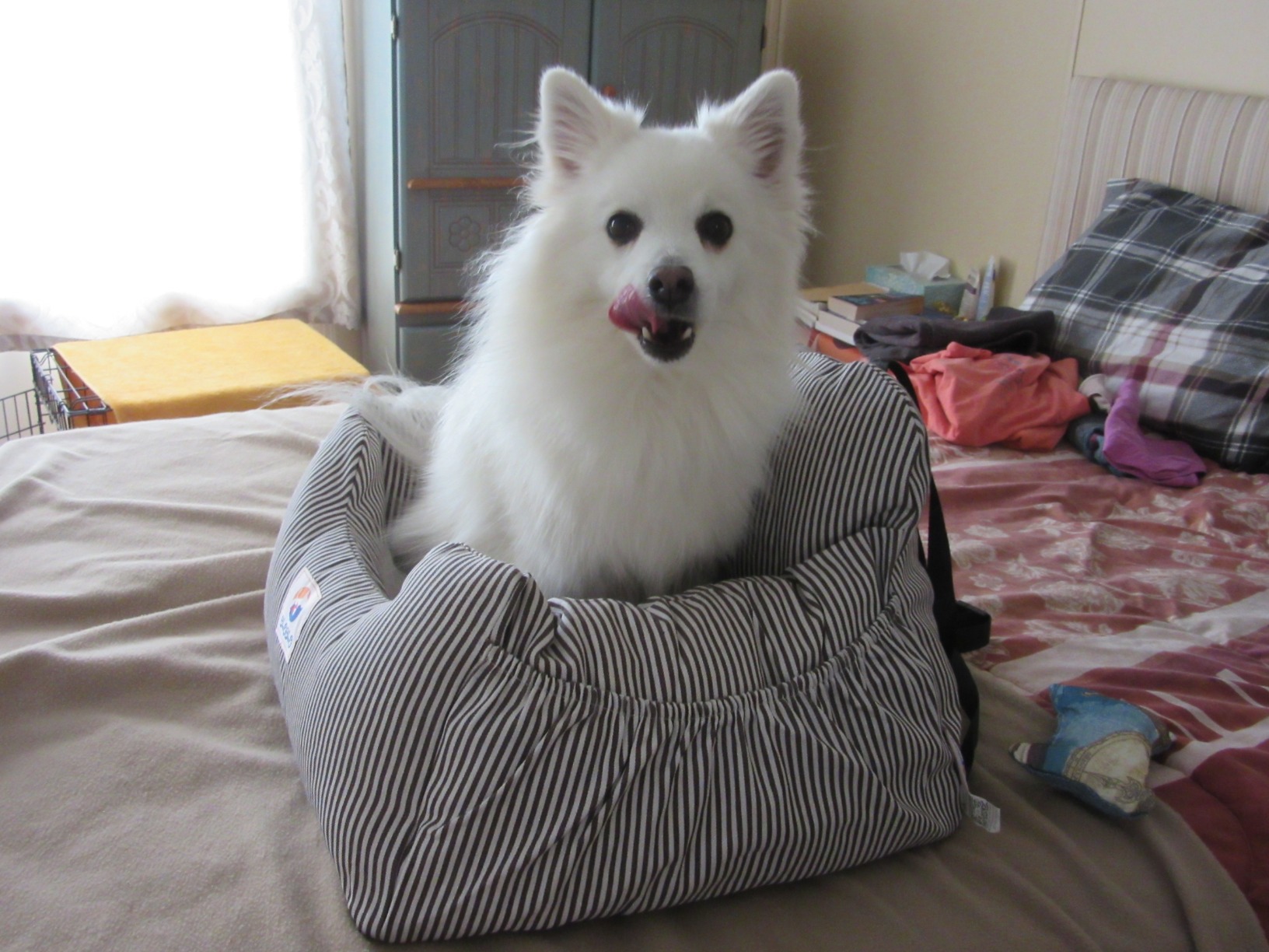 BLOBLO Dog Car Seat Pet Booster Seat Pet Travel Safety Car Seat Dog Bed