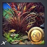 funky fresh rhymes High definition graphics. Funky Fish Aquarium : view the colourful aquarium on screen