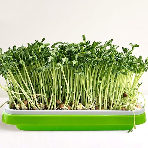 Miniatura 9 de UCandy Paquete de 4 bandejas de germinación de semillas con tapa, tapete de cultivo de fibra de cáñamo, kit de bandeja de germinación de semillas,