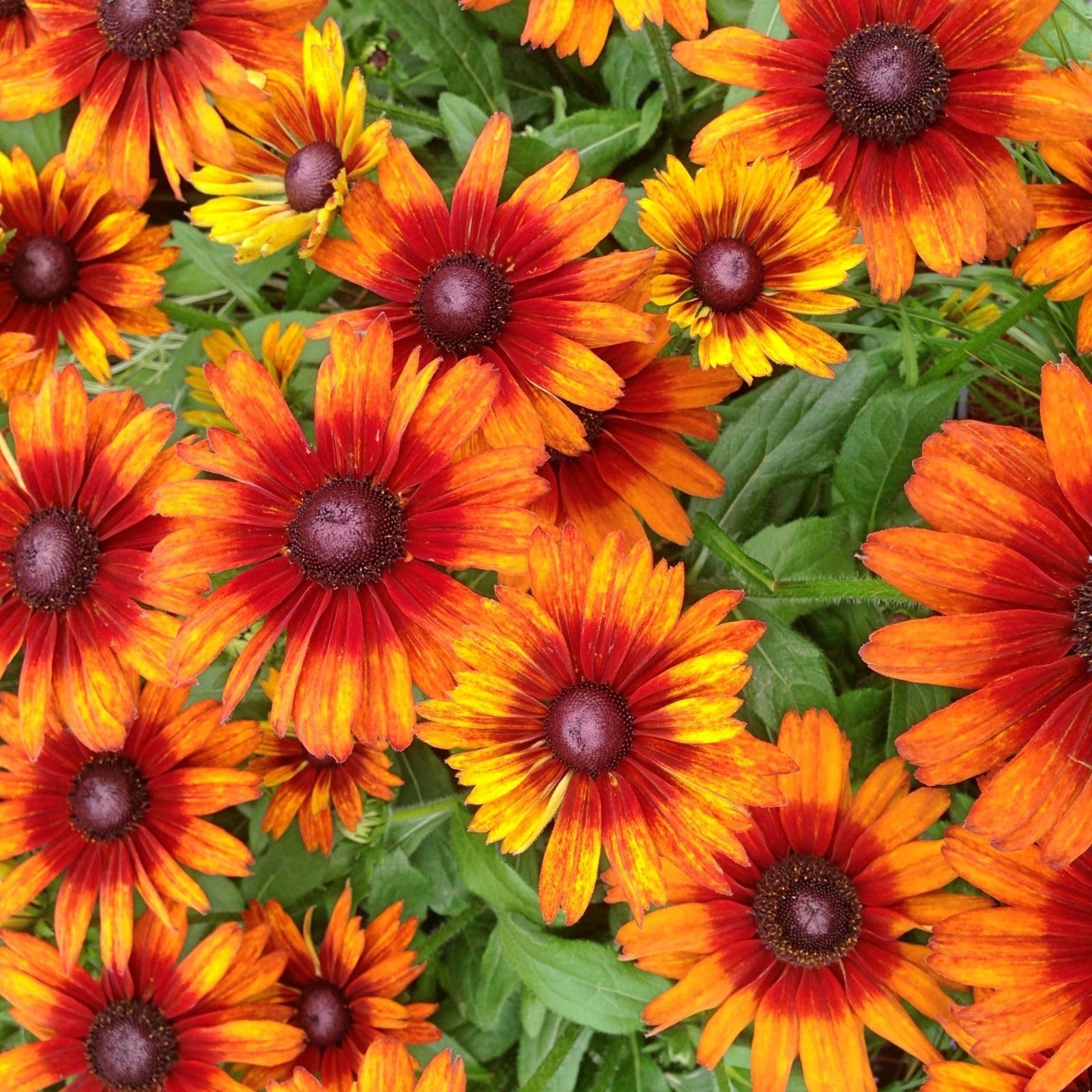 Clovers Garden Autumn Colors Rudbeckia
