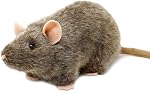 Reuben Le Rat - 7 Souris en peluche d'animaux farcis de pouce - par TigerHart Jouets