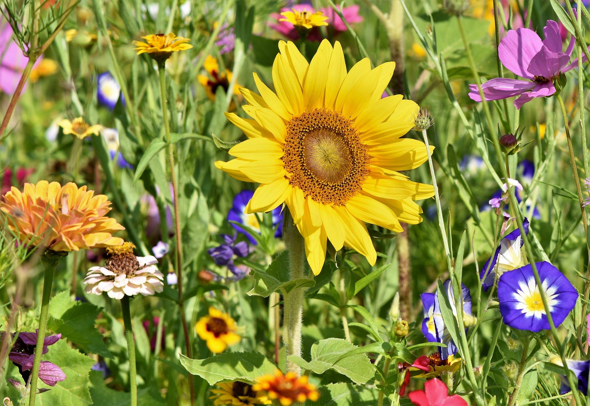 5kg Bienenweide Blumengarten Blumenmischung Blumenwiese für ca. 5000m² | Blumenmischung, Blumenwiese, für bis zu 5000m²