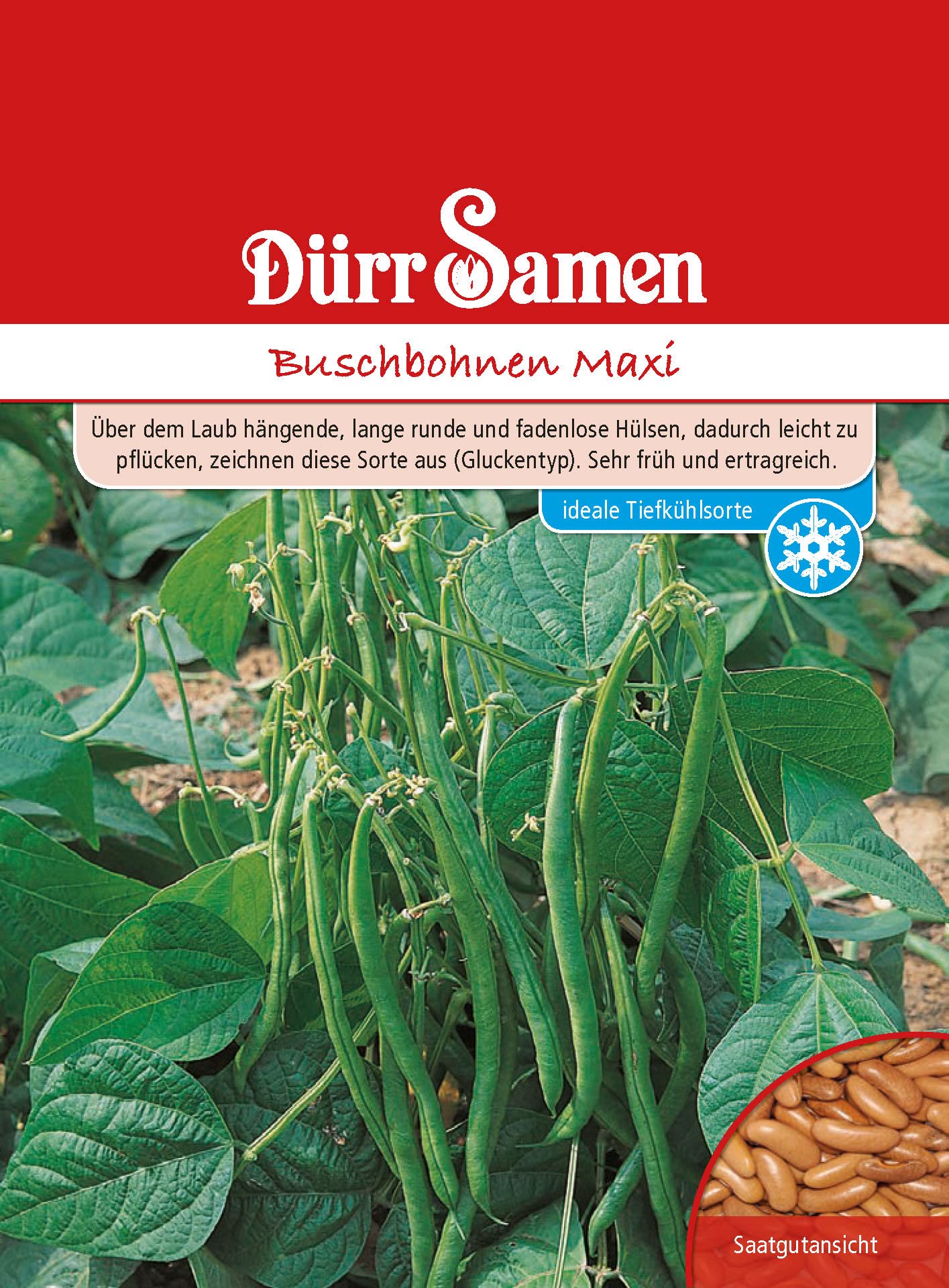 Buschbohnen Primel 250 G Saatgut Von Dürr Samen | HORNBACH