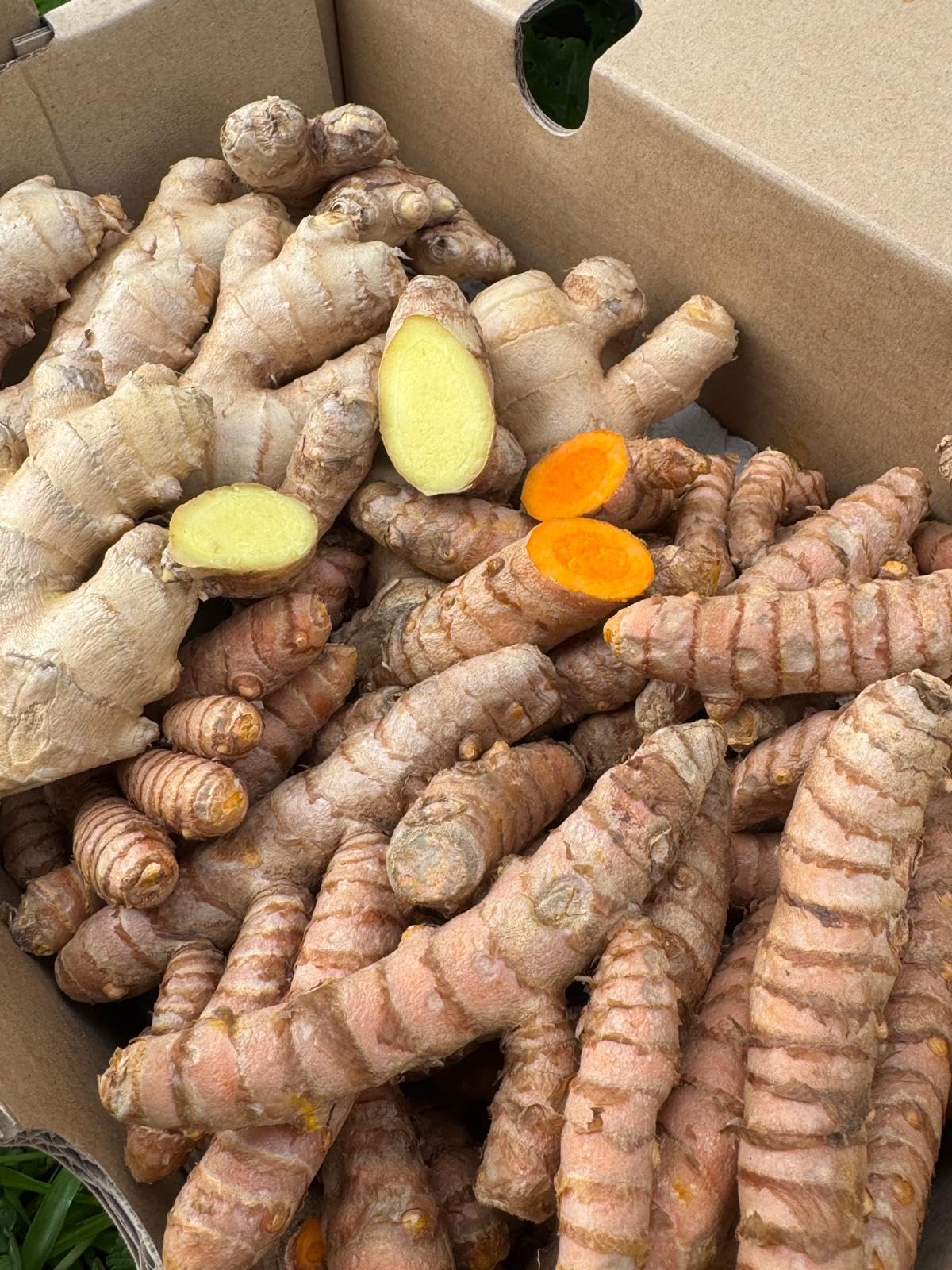 Cúrcuma Fresca + Jengibre Fresco (500 gr + 500 gr) | Raíces Naturales de Producción Local en Málaga | Cultivo Local | Ideal para Infusiones, Cocina y Zumos