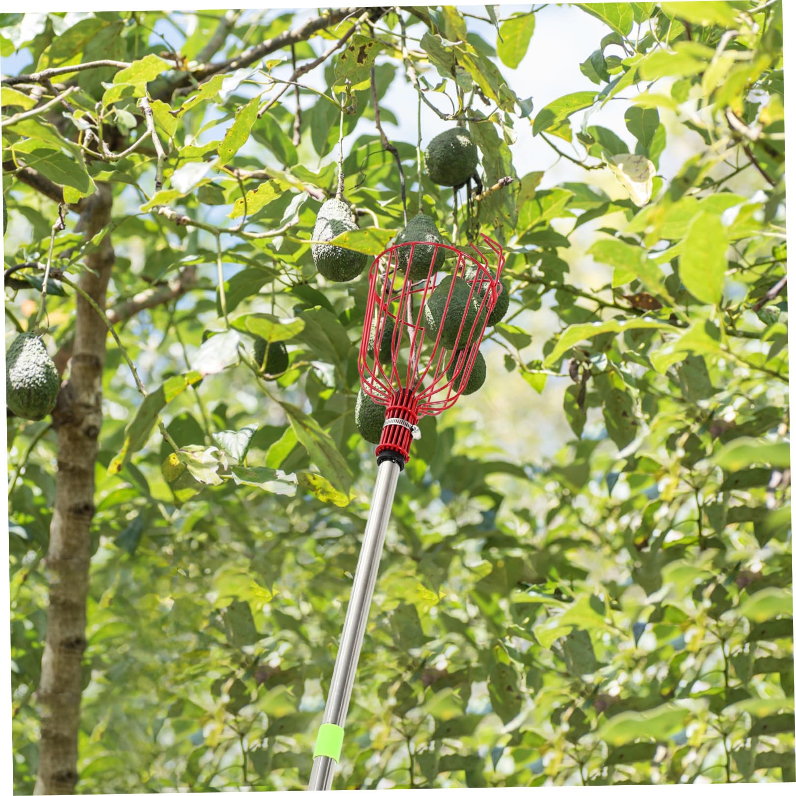Raccoglifrutta Telescopico in Acciaio Inox 1,2 M Cestello Imbottito e Testa ad Artiglio, Strumento Leggero per Raccolta di Arance, Limoni e Pere da Alberi Alti, Utensile Versatile
