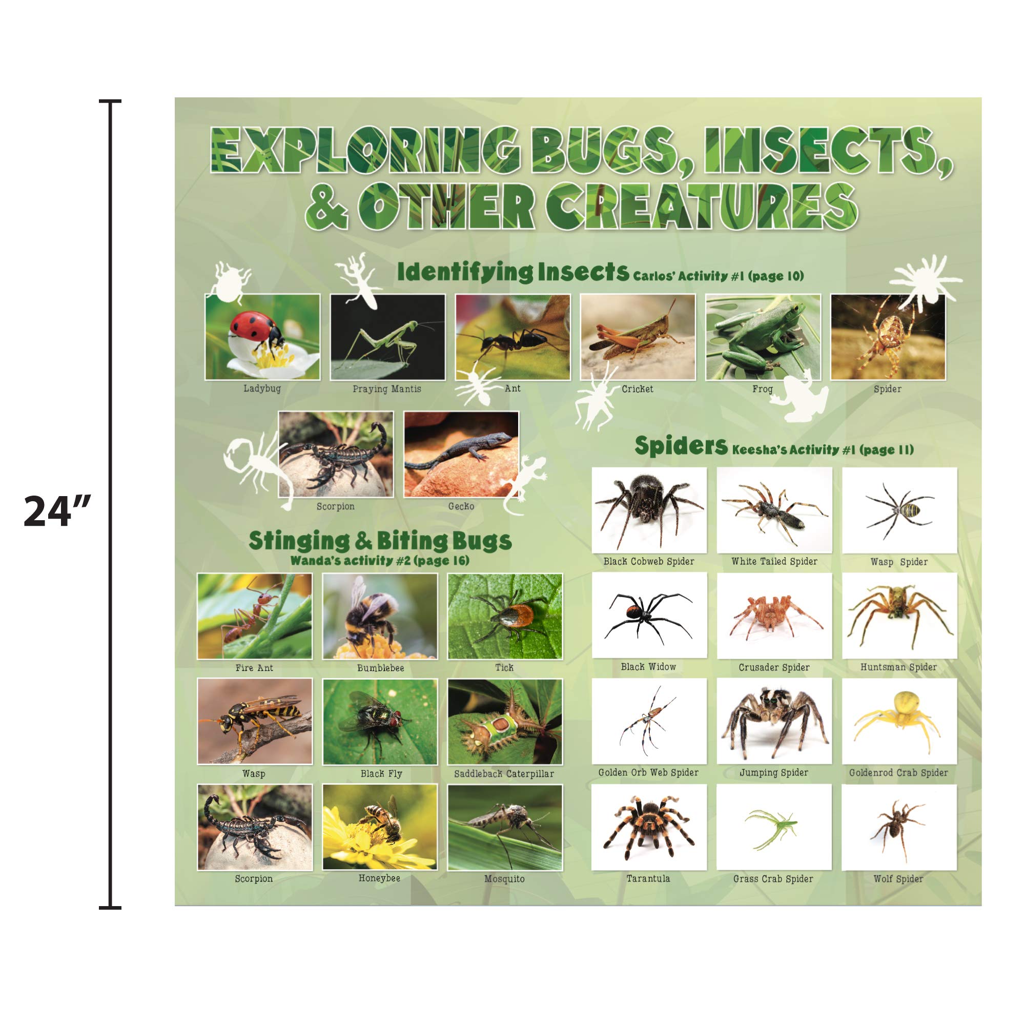 Buy The Magic School Bus Exploring Bugs, Insects & Creatures, atHome