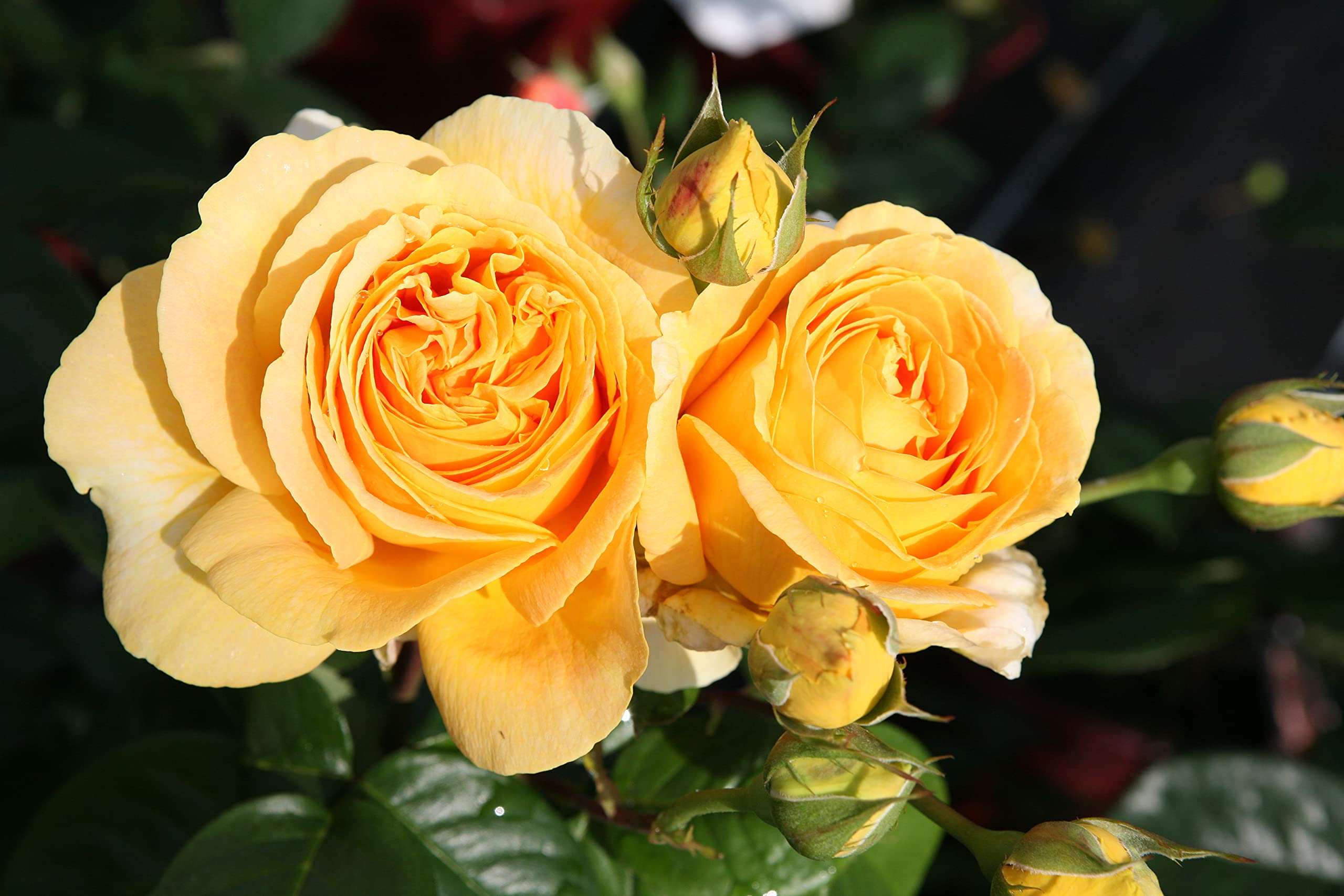 Edelrose Candlelight in goldgelb - Duftrose winterhart - Rosen-Blüte in goldgelb - Rose stark duftend im 5 Liter Container von Garten Schlüter - Pflanzen in Top Qualität
