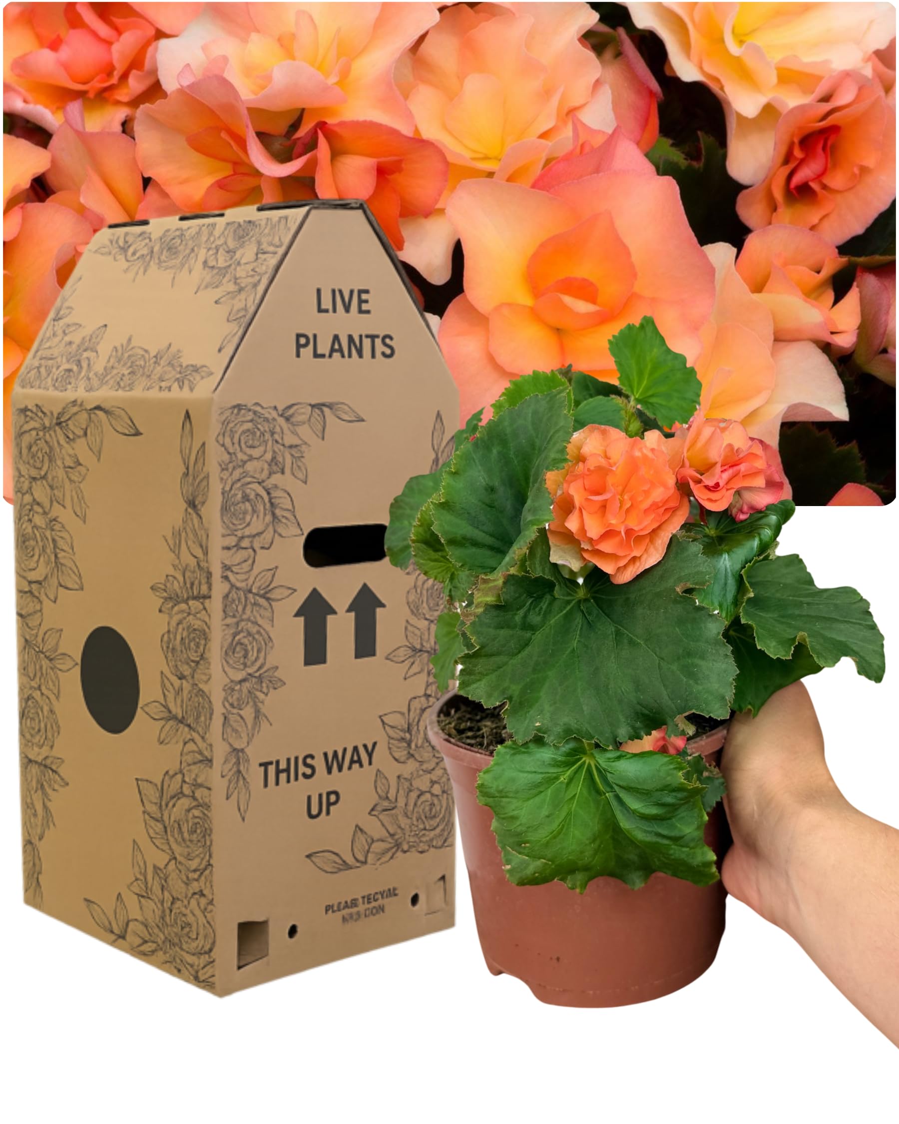 Upright Begonia Solenia Apricot – 1 Large Bedding Plant. Supplied in 2L Pot. Peat Free, Garden Ready & Already Blooming. Fully Double Blooms. Long Lasting Summer Colour for Pots, Beds & Borders