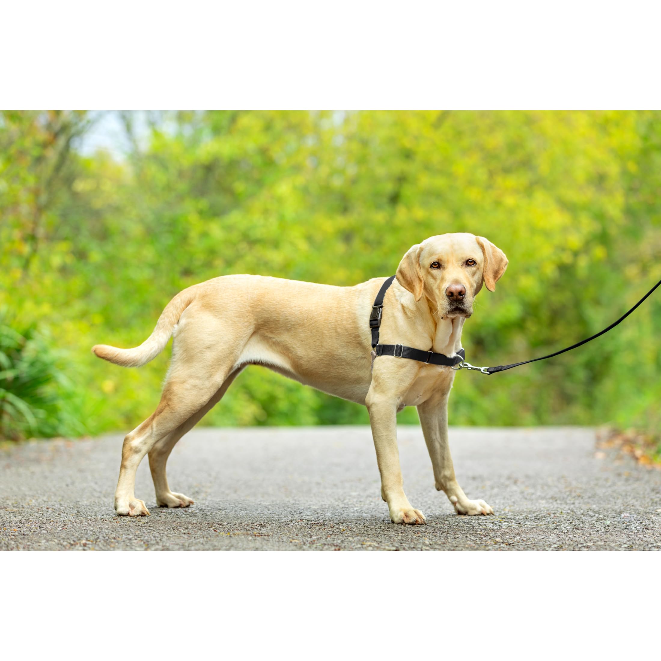 PetSafe Harnais Easy Walk avec Boucle Anti-Traction Et Laisse De 1,8 M, Promenade Confortable pour Vous Et Lui - 4 Points De RÃglage â€“ RÃsistant, Facile Ã€ Mettre Et Enlever â€“ Noir, Taille L
