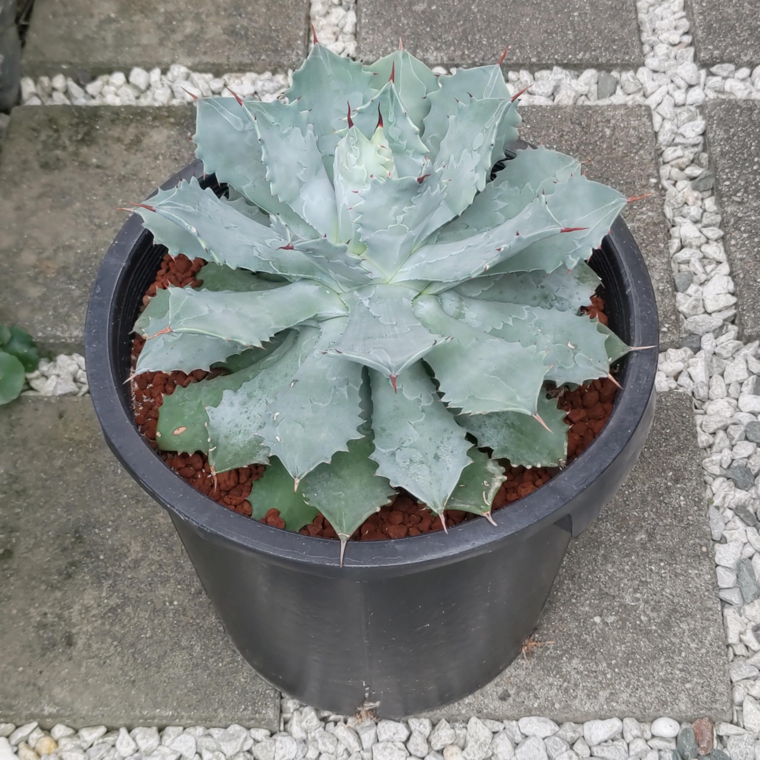 Amazon｜アガベ 雷神 ライジン 美株 リュウゼツラン 多肉植物 サボテン