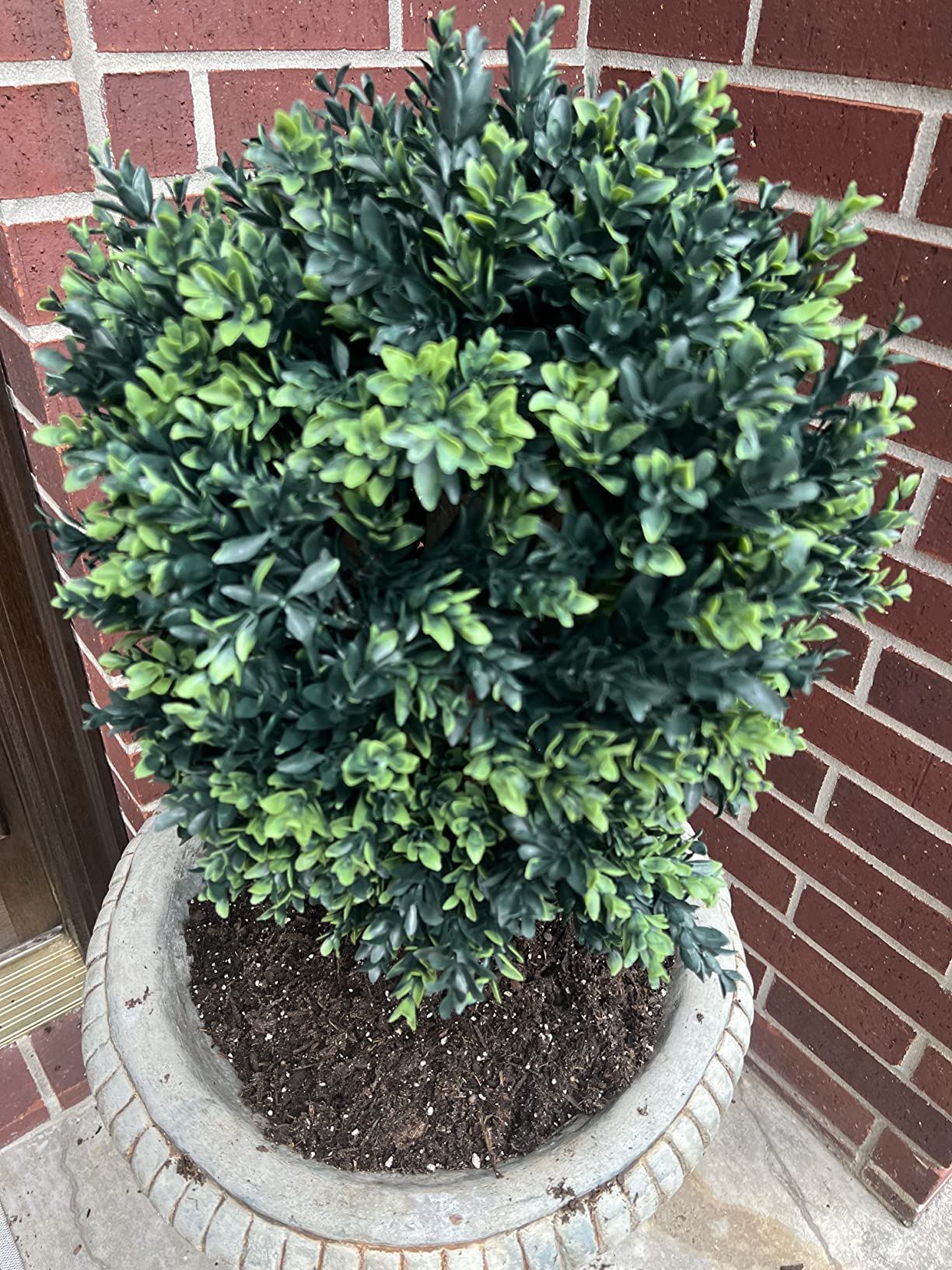 16/mo Finance Silk Tree Warehouse Company Inc Two 2 Foot Outdoor