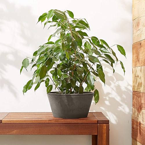 Miniatura 8 de Arcadia Garden Products PSW Pot Collection - Maceta de bombilla poco profunda para suculentas, bonsái, jardines de hadas, hierbas, 10 pulgadas,