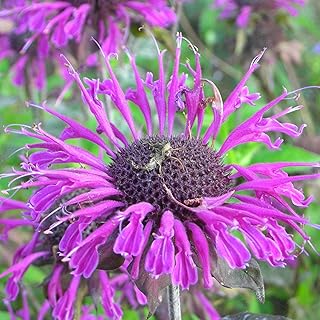 Blumixx Stauden Monarda Fistulosa-Hybride 'Scorpion' – Goldmelisse für den Garten | Aromatische, bienenfreundliche Duftstaude | Winterhart & mehrjährig | Ideal für sonnige Beete & Naturgärten product image