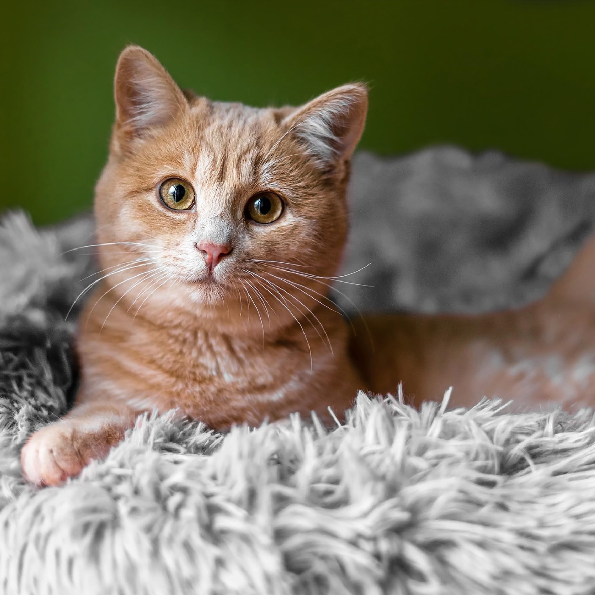 Amazinggirl Katzenbett flauschig Katzenkissen ∅ 60 cm - Katzen Bett Kuschelkissen Katzenkorb zum Schlafen und Kuscheln Cat Bed Katzenkörbchen Bettchen und Schlafplatz für Katze