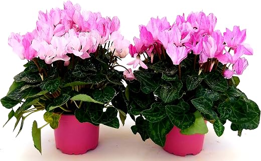 POWERS TO FLOWERS - CICLAMINO PICASSO, 2 PIANTE, VASO 12CM, piante vere