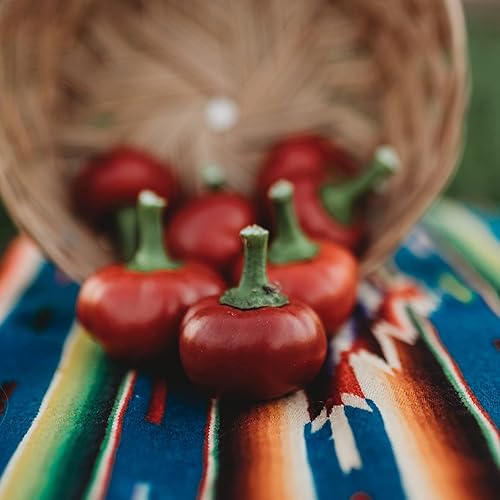 Cascabel Chile Pepper - 25 semillas - Variedad de reliquia y polinizada abierta, semillas de vegetales sin OMG para plantar en el jardín doméstico,