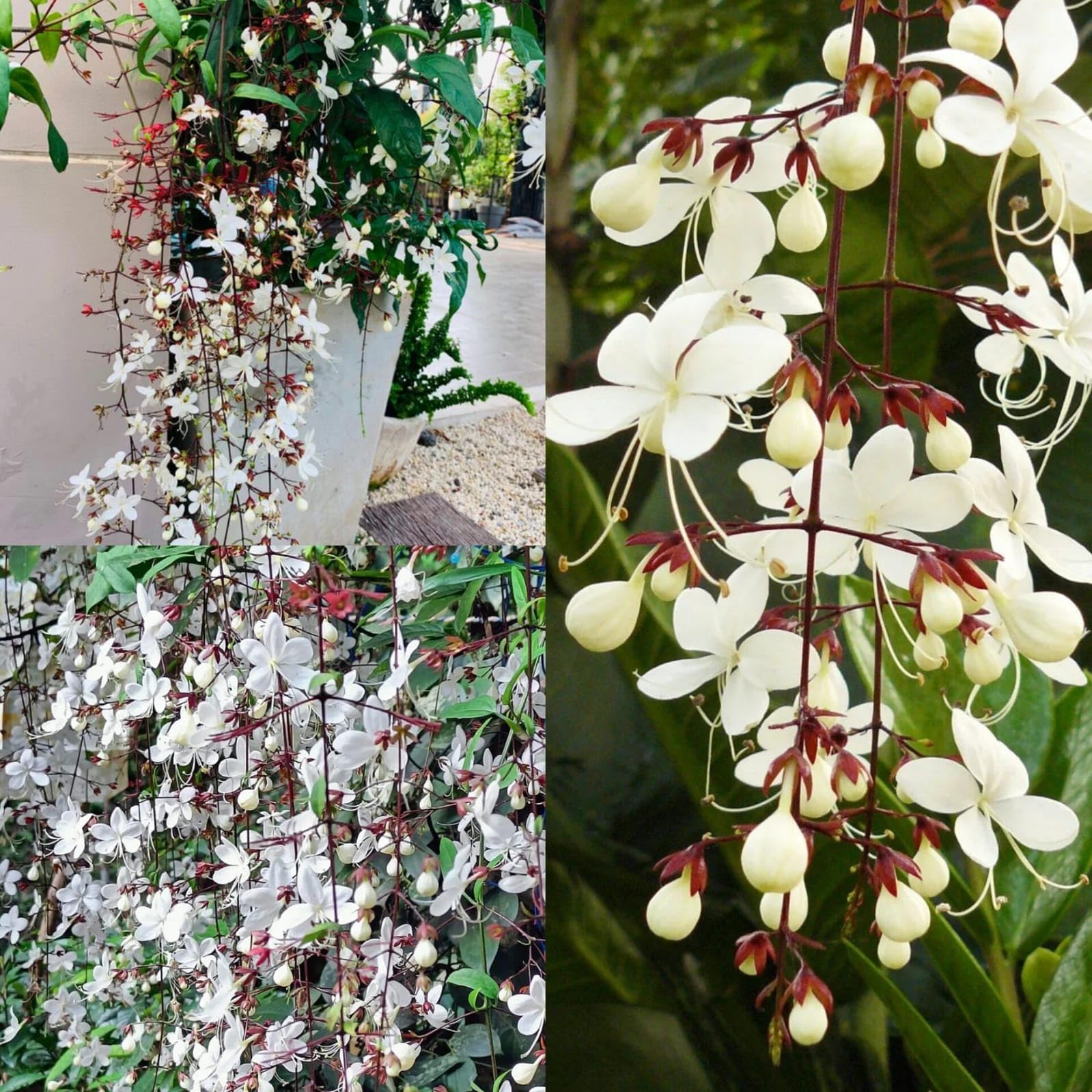 Chain of Glory White Flower Live Plant/Manikonna/Bridal Veil Creeper - Low Maintenance, for Balconies, Fences and Walls Set of 1-image-23